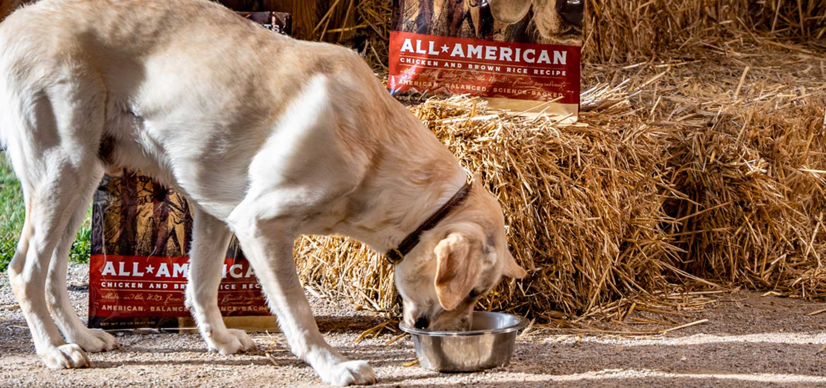 How to Transition Your Dog to Old Guard Ultra Premium Dog Food