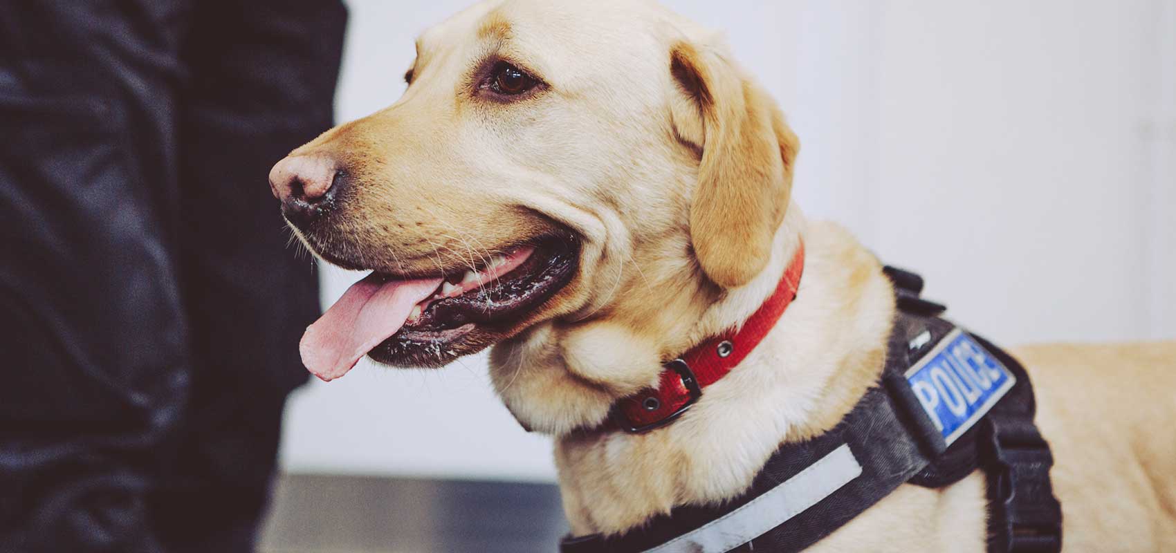 What is the Best Food for a Working Dog?