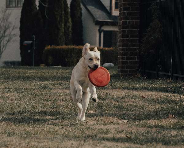Premium Dog Food for Athletic Dogs