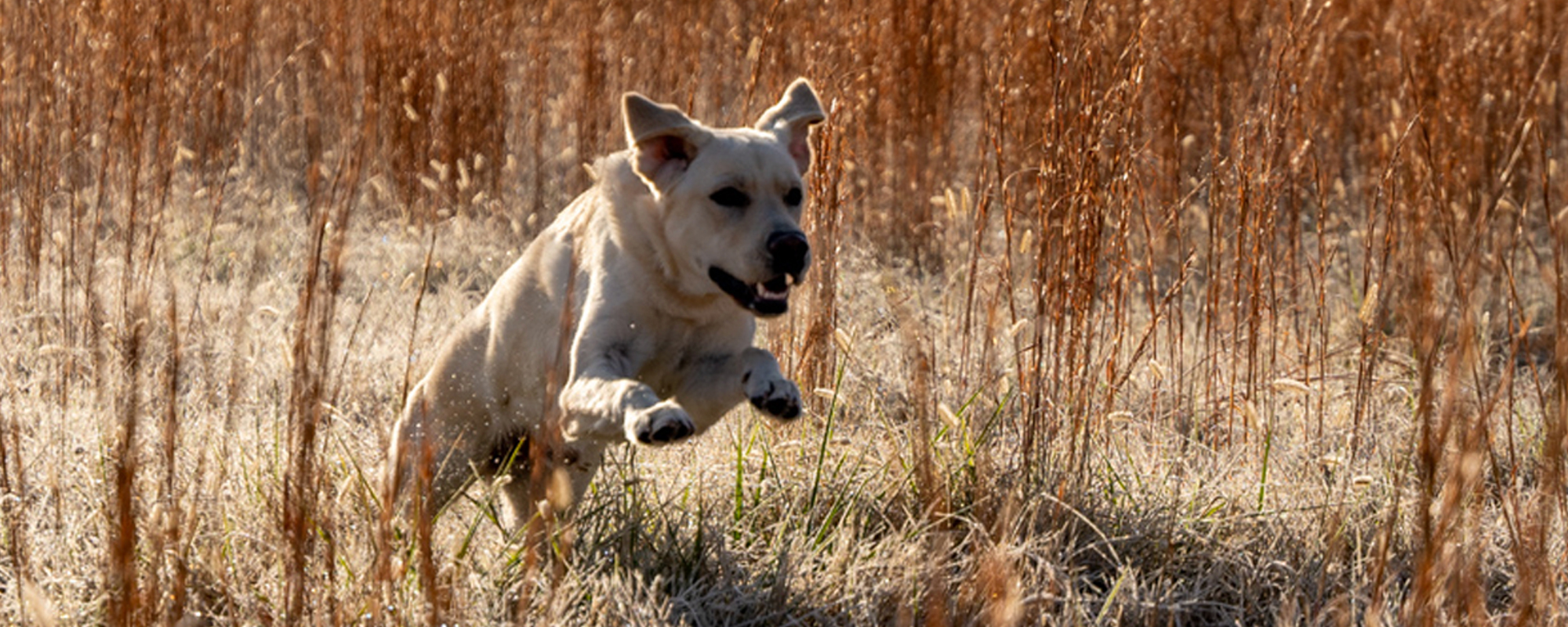 Optimizing Your Dog’s Health: The Power of a Balanced Diet and Nutrient Synergy with Old Guard Pet Company