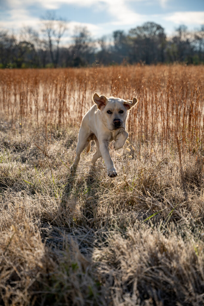 dog immune system