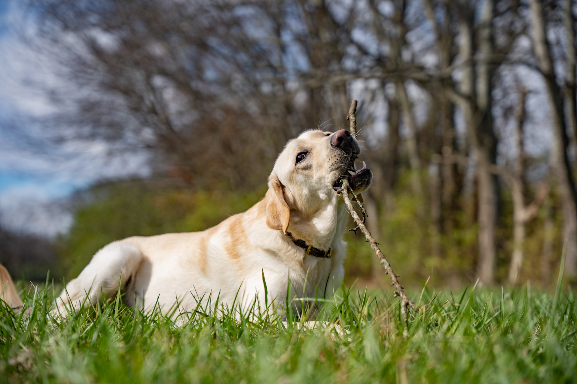 dog immunity for a healthy life