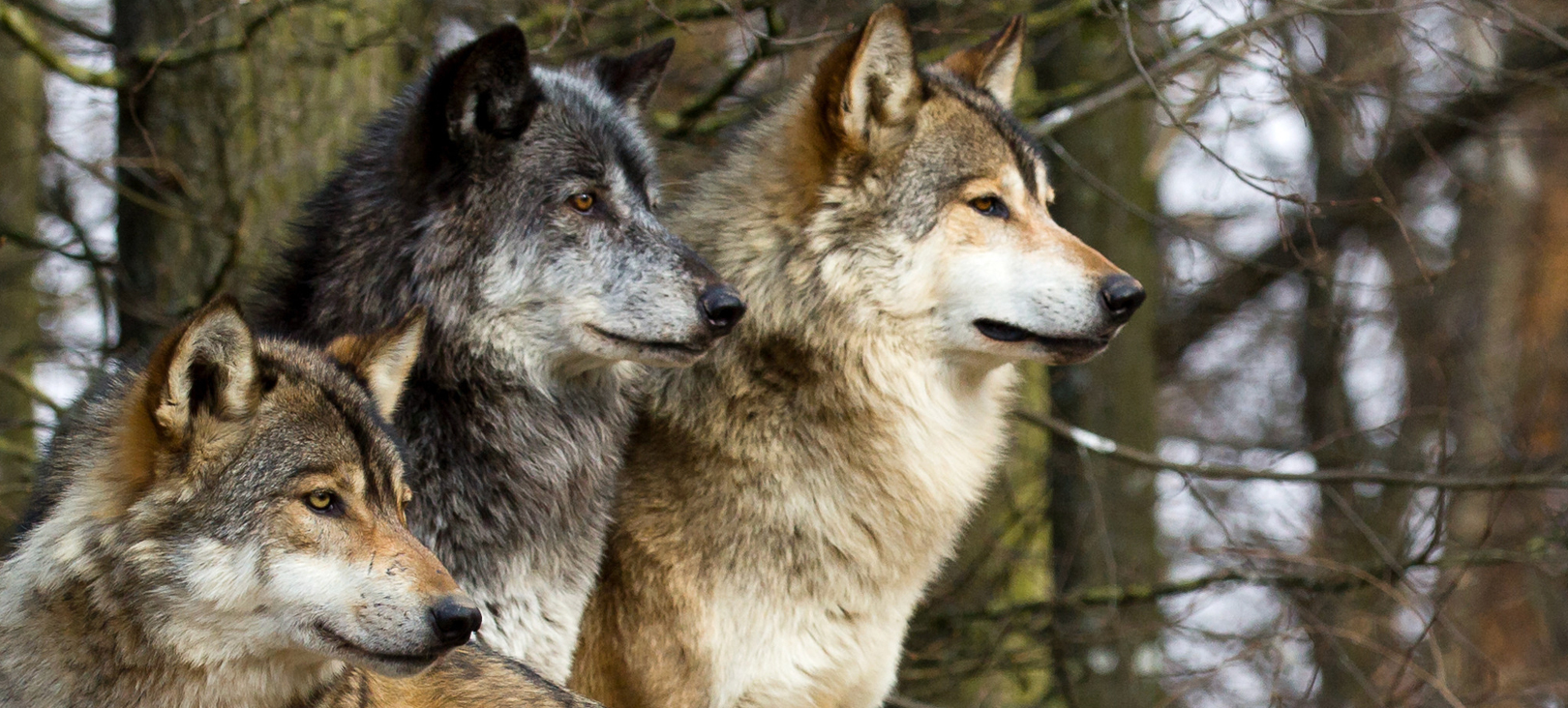 Dog and the Wolf: Similarities and Differences and the Impact of Evolution on Nutritional Needs
