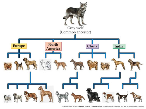 Dog Evolution Chart