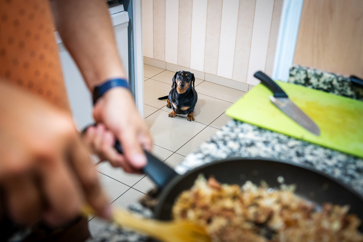 cooking raw dog food