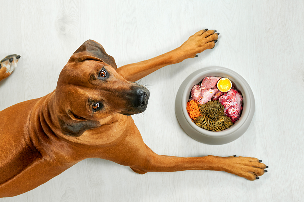 Debunking the Myth of Raw Dog Food Superiority