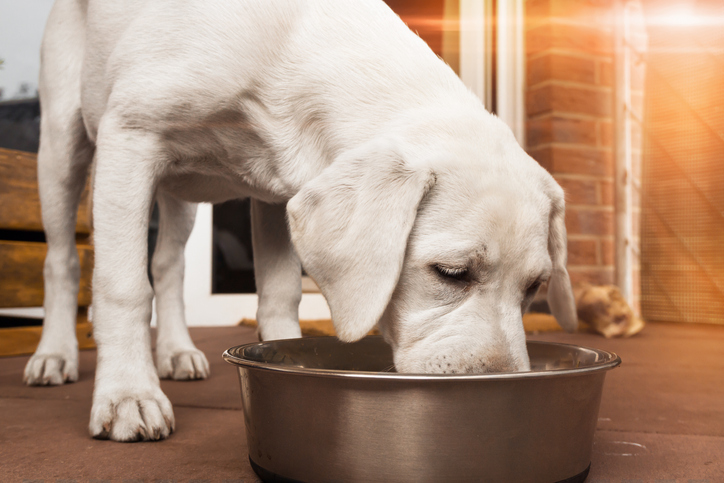 dog food allergy 